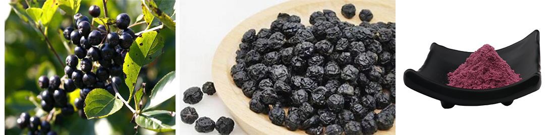 aronia-extract-powder introduction