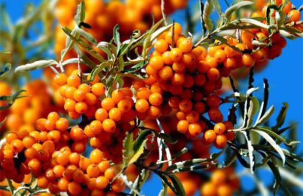 Sea buckthorn berry Sea buckthorn berry