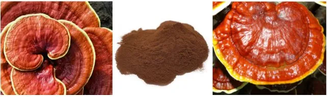 Ganoderma extract