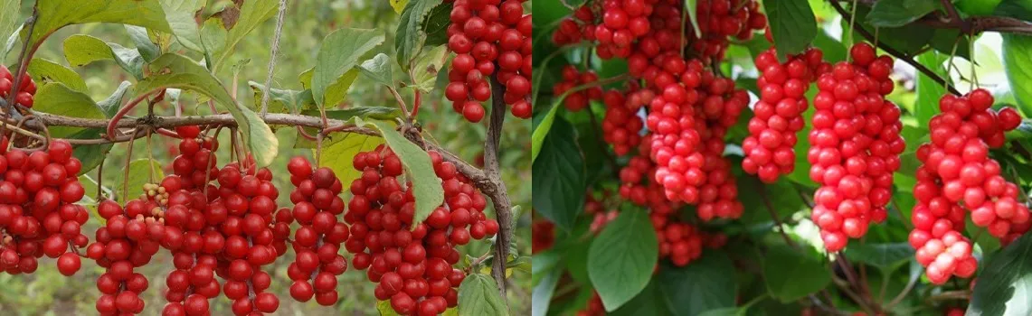 Schisandra Chinensis Extract2 Schisandra Chinensis Extract2